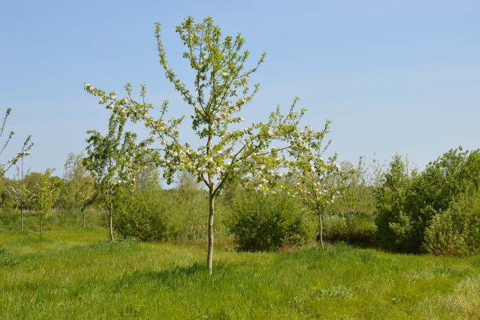 Streuobst